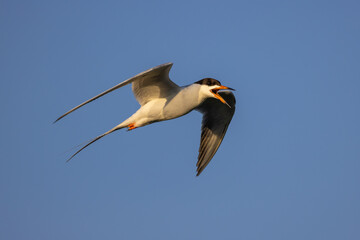 Obraz premium Forester's Tern in flight taken in central MN