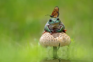 Foto op Canvas Best Friends Frog and Butterfly © EdyPamungkas