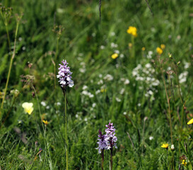 Wild orchid in a meadow