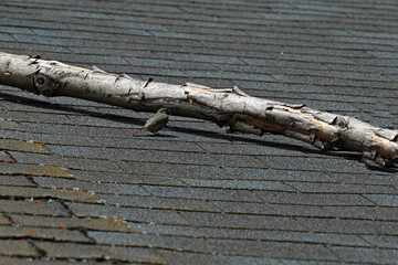Bird sunbathes on a house roof