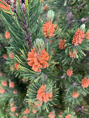 Pine tree coniferous wood conifer