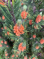 Pine tree coniferous wood conifer