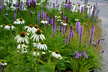 perennial flower bed with a predominance of purple in the garden and parks with bulbs