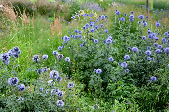 Echinops ritro is a tall bushy perennial Whitethorn grows to a height of about 80 cm. gray-green prickly leaves. It draws in the winter and bounces again in the spring. blooms purple-blue spherical