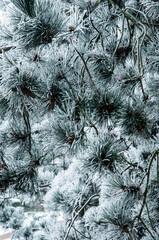 Winter Baum Kiefer Nadeln mit Schnee bedeckt