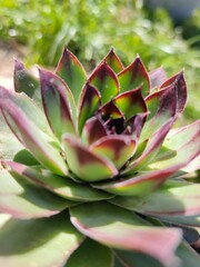close up of a cactus