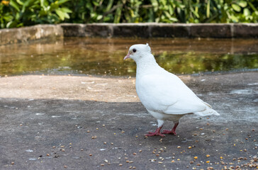 A white pigeon standing alone on the rooftop