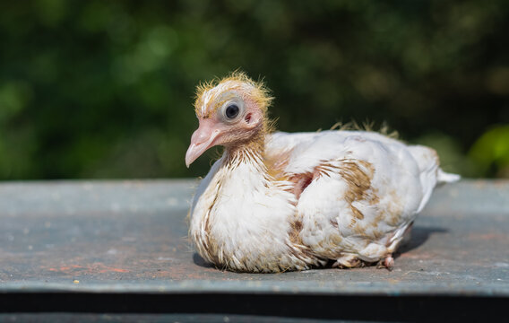 White baby pigeon sitting on a plastic disk under the sunshine
