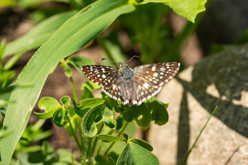 Common Checkered Skipper Butterfly on Leaf