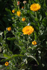 Yellow flowers background