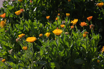 Yellow flowers background