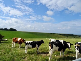 cows on a meadow