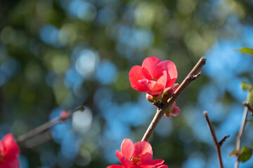 Red flowers background
