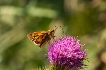 Peck's Skipper Feeding on Bull Thistle Flowers