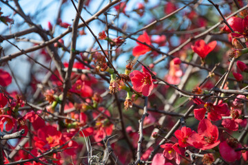 Red flowers background