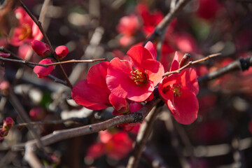Red flowers background