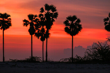 Beautiful sunset at a beach full of palm trees.