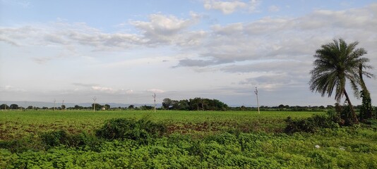 rice field at sunset