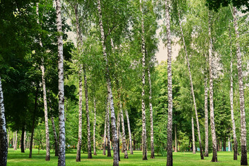 Birch trees on the green grass. Landscape with a pure bright mood in green tonality.