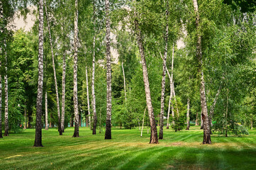 Obraz premium Birch trees on the green grass. Landscape with a pure bright mood in green tonality.