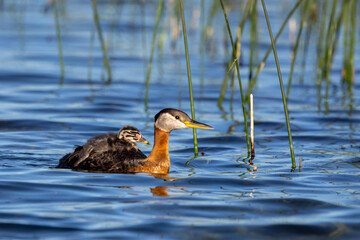 Red-necked Grebe adult with young riding on back taken in central MN