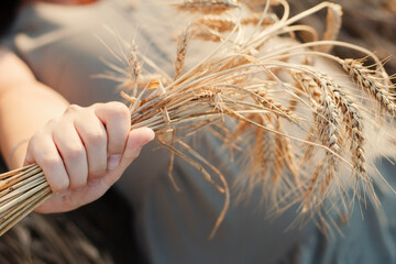hand of a pregnant young woman stretching into the camera with a bouquet of spikelets of wheat on the background of a belly with a child
