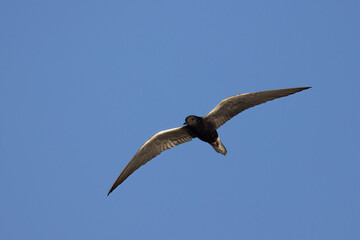 Black Tern in flight taken in central MN