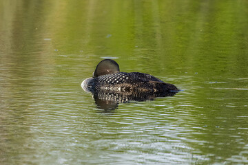 Common Loon adult sleeping taken in central MN