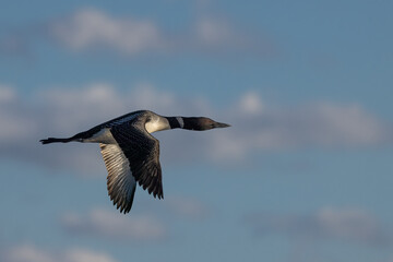 Common Loon adult in flight taken in central MN