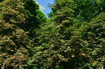 Fototapeta na wymiar The branches of a chestnut trees. Tree of sweet eatable chestnut in latin Castanea Sativa.