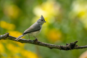 Tufted Titmouse taken in southern MN