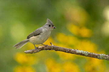 Tufted Titmouse taken in southern MN
