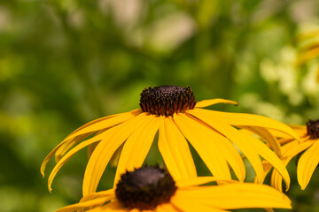 Yellow Coneflower in Bloom in Summer