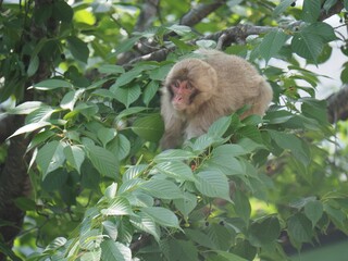 Monkeys I saw near Matou station