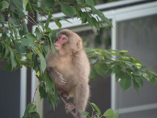 Monkeys I saw near Matou station