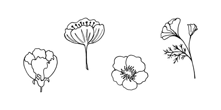 Set of hand-drawn flowers, branches, leaves. Vector illustration, isolated graphic elements for your design.