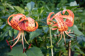 orange tiger lily in the garden after rain