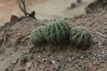 cactus in the sand