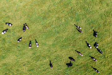 Aerial view of large herd of cows on green pasture
