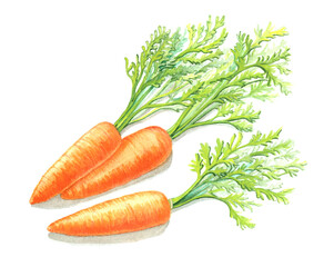 watercolor image of several carrots with leaves on a white background