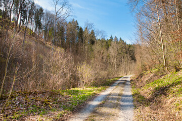Weg durch den Wald im Frühling