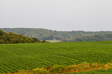 Fototapeta na wymiar Landscape image of a Soybean (Glycine max) field with a waterway in the foreground and wooded hills in the background during summer. 