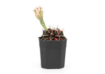 A small cactus (gymnocalycium) in black plastic pot on a white background