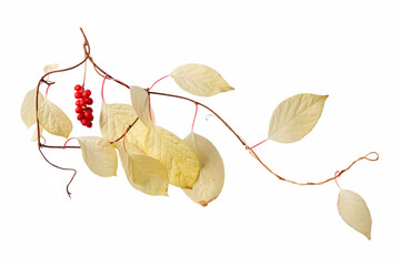 Schisandra chinensis or five-flavor berry. Fresh red ripe berry with leaf isolated on white background. - obrazy, fototapety, plakaty