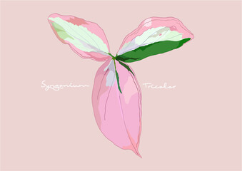 Vector Illustration of Syngonium Variegated, Syngonium Tricolors	
