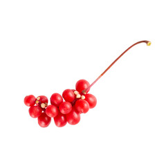Schisandra chinensis or five-flavor berry. Fresh red ripe berry isolated on white background. - obrazy, fototapety, plakaty