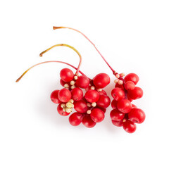 Schisandra chinensis or five-flavor berry. Fresh red ripe berry isolated on white background. - obrazy, fototapety, plakaty