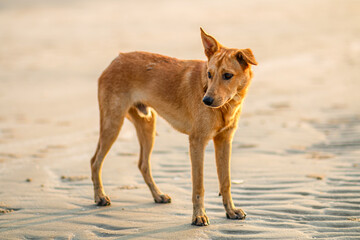 dog, stray dog, street dog, abandoned dog, dog without owner