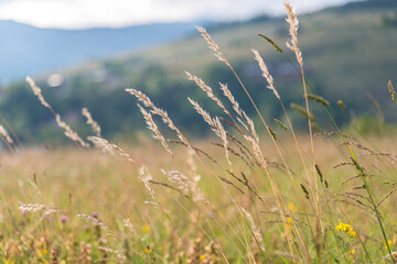 High mountain spikes
