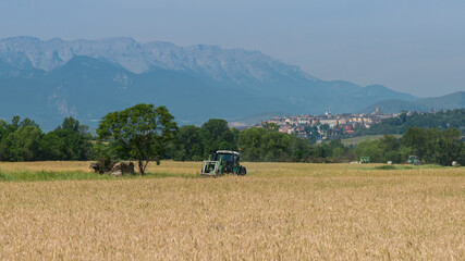 A tractor across a wheat field in the countryside